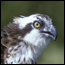 Photograph of Osprey head