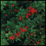 Brazilian Pepper