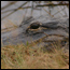 Photograph of alligator eye