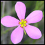 Closeup of Marsh Pink