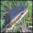 Head of Cottonmouth Snake