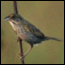 Cape Sable Seaside Sparrow
