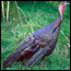 Wild Turkey