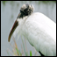 American Woodstork