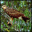 Photograph of Snail Kite perched on vegetation