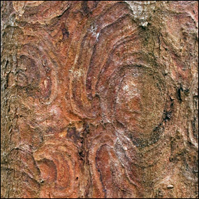 Inkwood