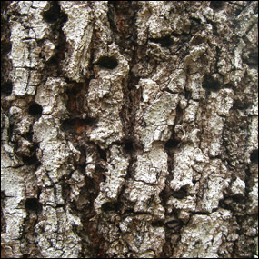 West Indies mahogany