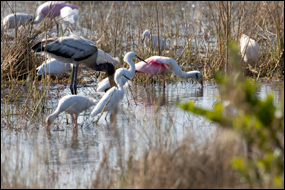 Everglades Birds