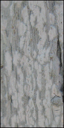 Cryptothecia evergladensis Seavey, a crustose lichen that commonly grows on the bark of cypress trees