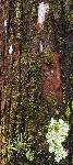 Bald Cypress