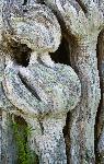 Buttonwood