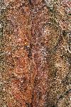Inkwood