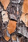 Slash Pine