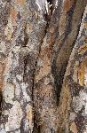 Soldierwood