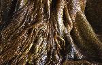 Strangler Fig