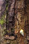 Wild Tamarind
