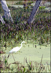 Eutrophication