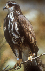 Photograph of Snail Kite