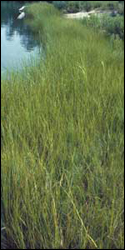 Spartina alterniflora