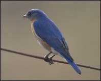 Eastern Blue Bird