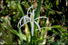 String Lily