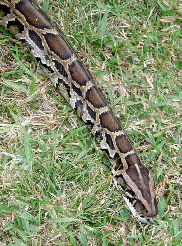 pythons in everglades. Burmese python, Python molorus