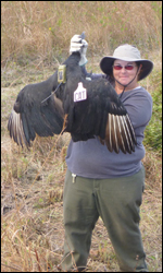 Researcher holding a tagged vulture