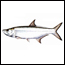 Tarpon