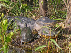 Alligator and turtle