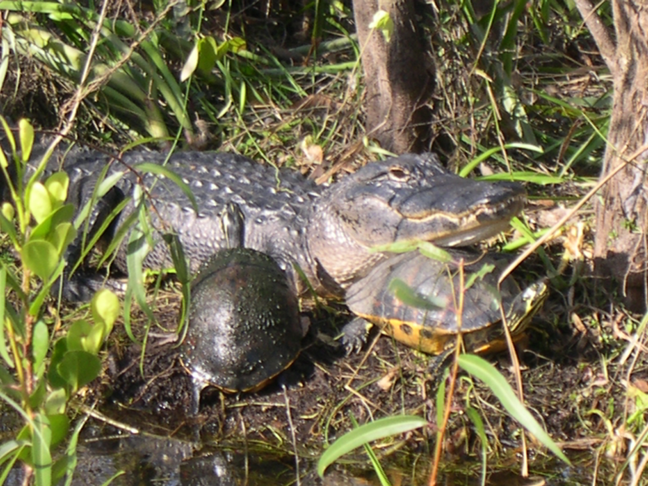 Alligator enjoying Shark Valley's sunshine.