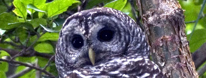 Barred Owl