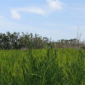 Bayshore Loop Trail