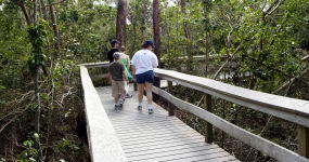 Mahogany Hammock Trail