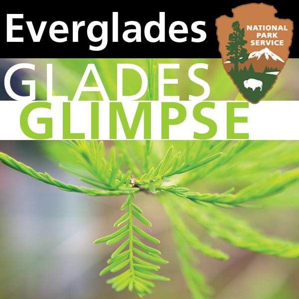 Everglades - Glades Glimpse