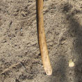Digging Stick
