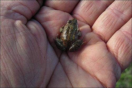 A small wood frog sits in the palm of a hand.