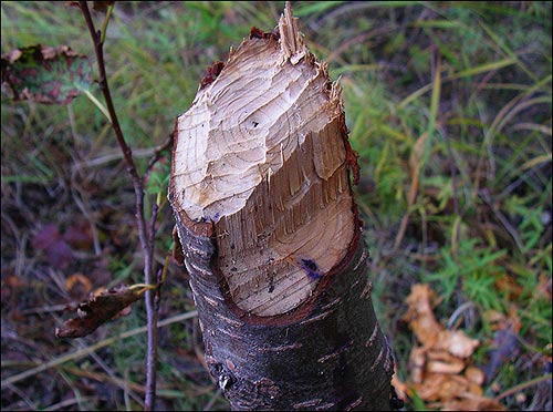 A closeup of the stump of an alder tree freshly cut by a beaver, 
			with teeth marks, and purple bird droppings on it