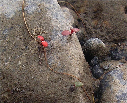 A closeup shows tiny red seedlings growing from runners 
			in the film of dirt on some of the rocks.
