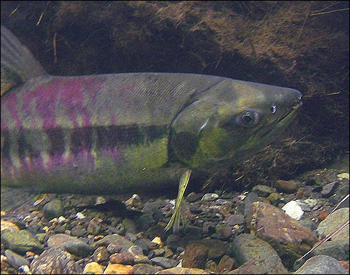 Underwater, a chum salmon rests in the eddy behind the rock.
