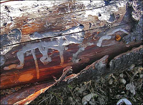 With the bark peeled away, light colored grooves made by spruce bark beetles 
			stand out against the dark log.
