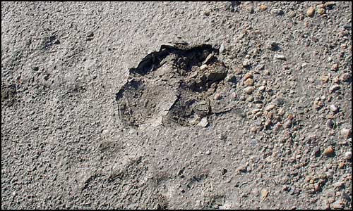 The track of a red fox in the sand.