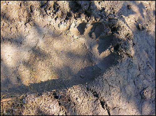 A fresh grizzly bear track in the wet sand.