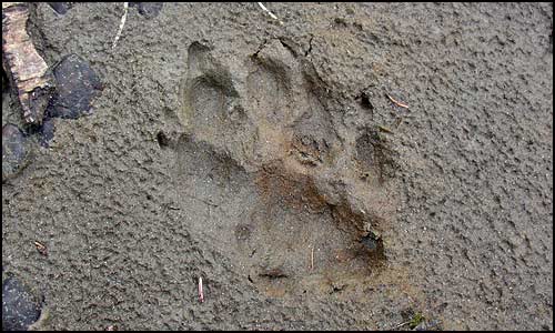 The track of a wolf in mud.