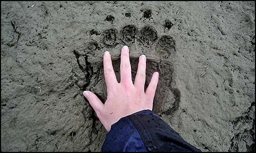 A grizzly bear footprint dwarfs a human hand in comparison.