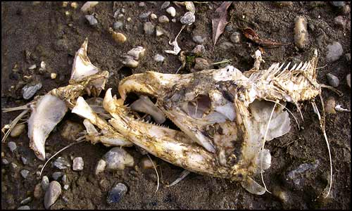 A salmon skull, drug up on shore, has no meat left on it.