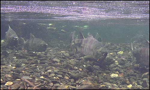 Seven salmon are lined up underwater swimming upstream.