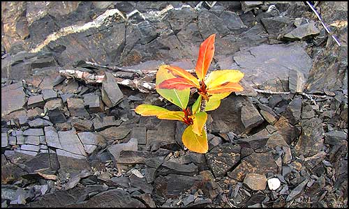 A cottonwood seedling grows on bare rocks by the water.