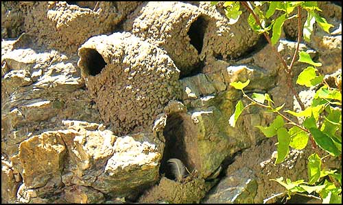 Closeup of mud swallow's nests on the rock face.