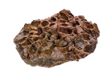 Coral-like fossil in hues of orange with scattered hollow holes and traces of exposed white crystal.