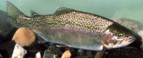 A rainbow trout rests near t he river bottom
